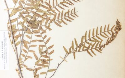 Herbario de la Universidad de Valparaíso